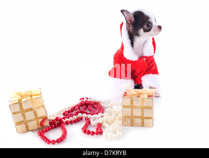 Porträt von einem gekleidet Welpen Chihuahua mit textfreiraum in Weihnachten vor weißem Hintergrund Stockfoto