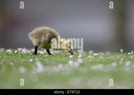 Kanada-Gans, Branta Canadensis, einzelne Gosling auf Rasen, London, Mai 2013 Stockfoto