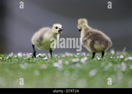 Kanada-Gans, Branta Canadensis, zwei Gänsel auf Rasen, London, Mai 2013 Stockfoto