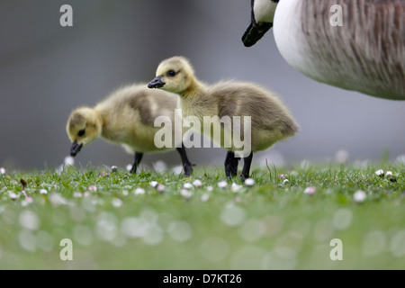 Kanada-Gans, Branta Canadensis, zwei Gänsel auf Rasen mit Erwachsenen im Hintergrund, London, Mai 2013 Stockfoto