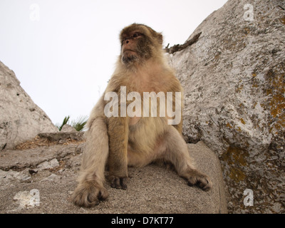 Ein Affe (Berberaffe) sitzt auf einem Felsen. Stockfoto