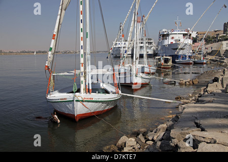 Pferd im Wasser in der Nähe von FELUKE Fluss Nil LUXOR Ägypten 13. Januar 2013 Stockfoto