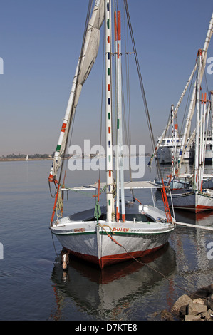 Pferd im Wasser in der Nähe von FELUKE Fluss Nil LUXOR Ägypten 13. Januar 2013 Stockfoto