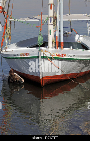 Pferd im Wasser in der Nähe von FELUKE Fluss Nil LUXOR Ägypten 13. Januar 2013 Stockfoto