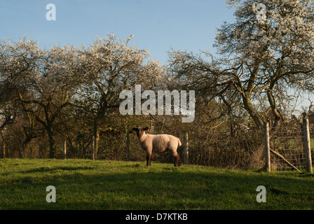 Ein Lamm in einem Feld umrahmt von Apfelbäumen blühen, Worcestershire, England. Stockfoto