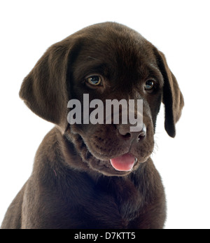 reinrassige Labrador-Retriever Welpen vor weißem Hintergrund Stockfoto