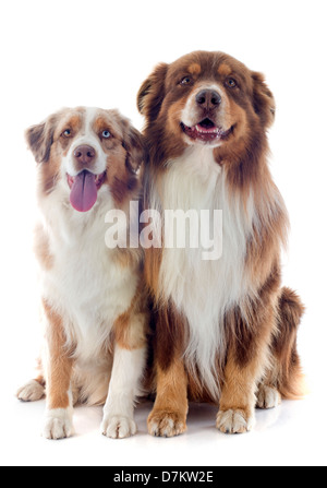 reinrassige australian Shepherds vor weißem Hintergrund Stockfoto