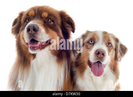 reinrassige australian Shepherds vor weißem Hintergrund Stockfoto