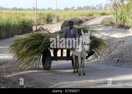 Junge mit weißen Esel & CART Fluss Nil LUXOR Ägypten 14. Januar 2013 Stockfoto