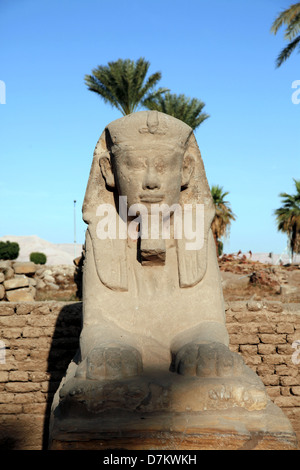 SPHINX IN AVENUE LUXOR Ägypten 15. Januar 2013 Stockfoto