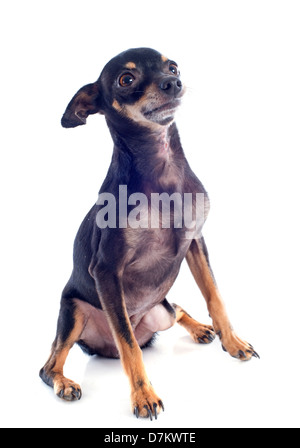 Senior reinrassige Zwergpinscher in einem studio Stockfoto