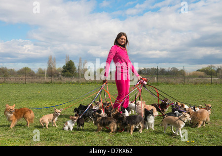 Porträt einer Frau und einer großen Gruppe von chihuahuas Stockfoto