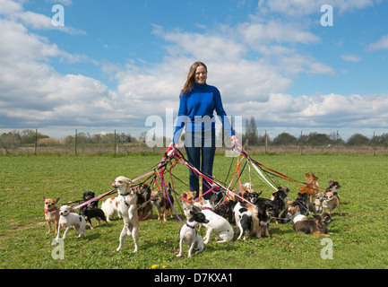 Porträt einer Frau und einer großen Gruppe von chihuahuas Stockfoto