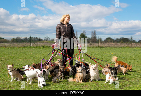 Porträt einer Frau und einer großen Gruppe von chihuahuas Stockfoto