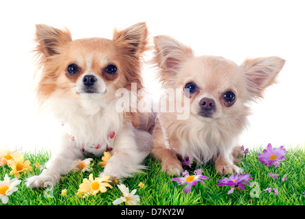 Porträt von einem süßen reinrassigen Welpen Chihuahua vor weißem Hintergrund Stockfoto