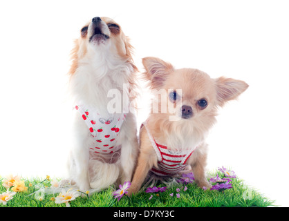 Chihuahua in lang ausgestreckt vor weißem Hintergrund Stockfoto