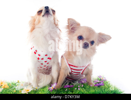 Chihuahua in lang ausgestreckt vor weißem Hintergrund Stockfoto