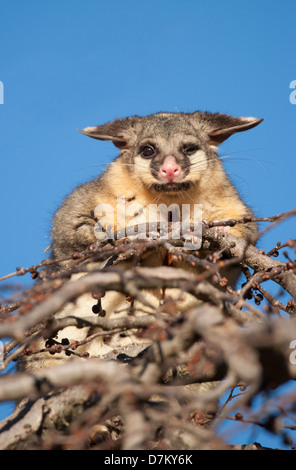 australische Pinsel Schweif Possum auf einem Baum Stockfoto