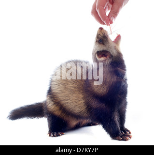 eine männliche Frettchen Fütterung in einer Hand vor weißem Hintergrund Stockfoto