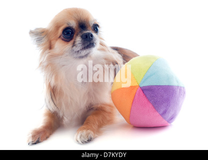 Porträt eines niedlichen reinrassiger Chihuahua und Ball vor weißem Hintergrund Stockfoto