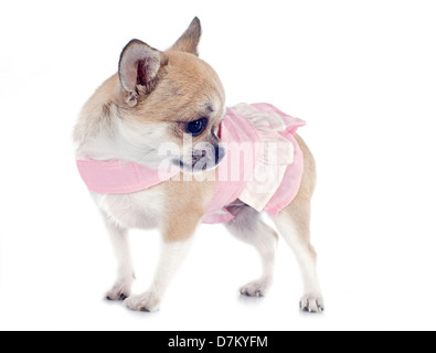 Porträt von einem süßen reinrassigen Welpen Chihuahua mit Kleid vor weißem Hintergrund Stockfoto