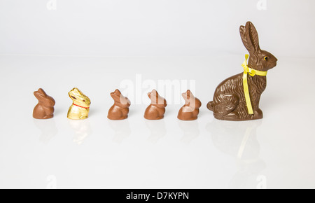 Große Schoko Osterhase mit kleineren Schokohasen hintereinander aufgereiht. Studio Isolated on White mit Reflexion. Teil einer Serie. Stockfoto