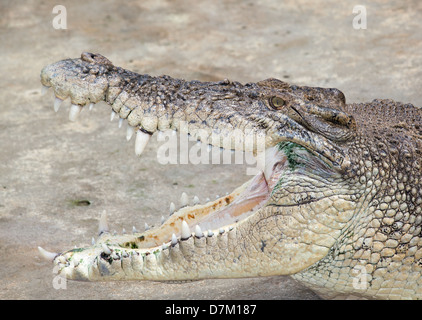 Auf der Lauer Indo pacific Leistenkrokodil Stockfoto