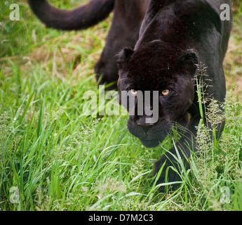 Schwarzer Jaguar Panthera Onca schlich durch lange in Gefangenschaft Stockfoto