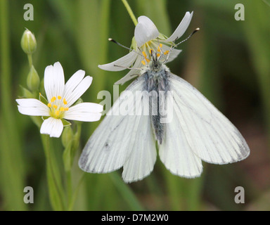 Detaillierte Nahaufnahme Makro aufzeichnen einer weiblichen grün-veined weiß (Pieris Napi) posiert auf einer Blume Stockfoto