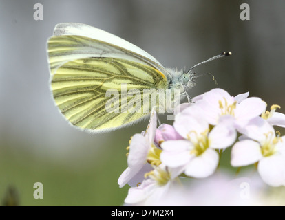 Detaillierte Nahaufnahme Makro aufzeichnen einer weiblichen grün-veined weiß (Pieris Napi) posiert auf einem Kuckuck Blume Stockfoto