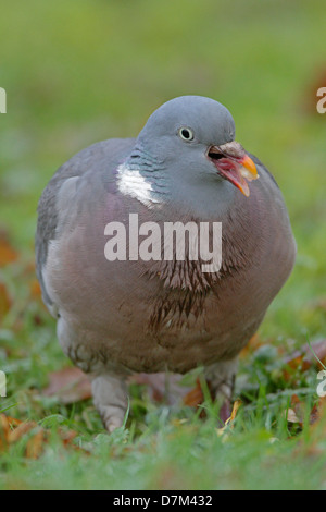 Ringeltaube Stockfoto