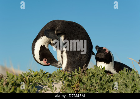 Afrikanische Pinguine, Spheniscus Demersus, Boulders Beach, Cape Peninsula, Südafrika Stockfoto