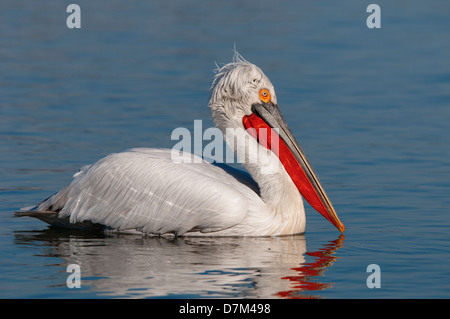 Krauskopfpelikan auf der Erwachsenen Brutzeit von Wasser Stockfoto