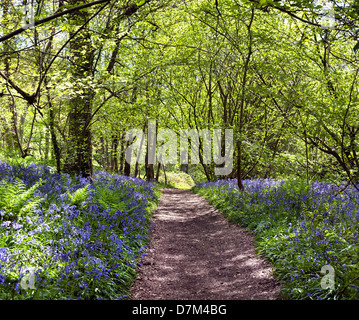 GLOCKENBLUMEN WACHSEN IN HILLHOUSE WOODS IN WEST BERGHOLT, COLCHESTER, ESSEX, ENGLAND Stockfoto