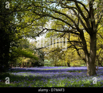 GLOCKENBLUMEN WACHSEN IN HILLHOUSE WOODS IN WEST BERGHOLT, COLCHESTER, ESSEX, ENGLAND Stockfoto