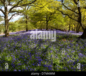 GLOCKENBLUMEN WACHSEN IN HILLHOUSE WOODS IN WEST BERGHOLT, COLCHESTER, ESSEX, ENGLAND Stockfoto