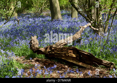 GLOCKENBLUMEN WACHSEN IN HILLHOUSE WOODS IN WEST BERGHOLT, COLCHESTER, ESSEX, ENGLAND Stockfoto