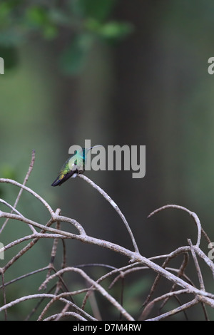 Grün-throated Mango (Anthracothorax viridigula) Stockfoto