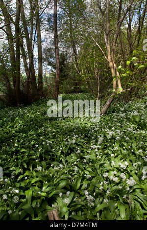 BÄRLAUCH WÄCHST IM WALD IN ENGLAND, UK Stockfoto