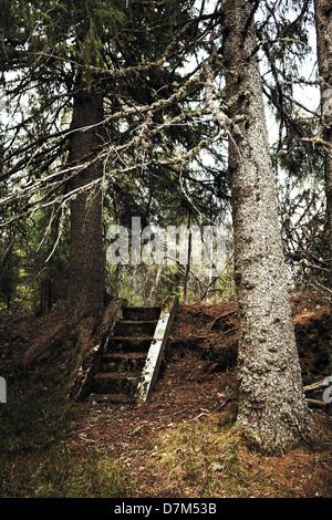 Alte Treppen in den Wäldern von Bymarka, Trondheim Stockfoto