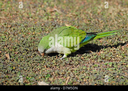 Mönch Parakeet / Quäker Papagei (Myiopsitta Monachus) Fütterung auf dem Boden. Barcelona, Spanien Stockfoto