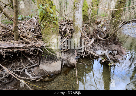 Holzige Schutt durch Hochwasser hinterlegt und gefangen am Fluss Bäume, Fluss Wyre, Wales, Vereinigtes Königreich. Stockfoto