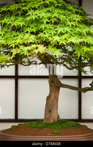 Portraitbild von einem japanischen Ahorn Bonsai-Baum. Stockfoto