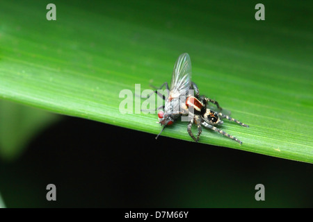 Spinne gefangen Fliege für Essen auf Blatt in der Natur Stockfoto