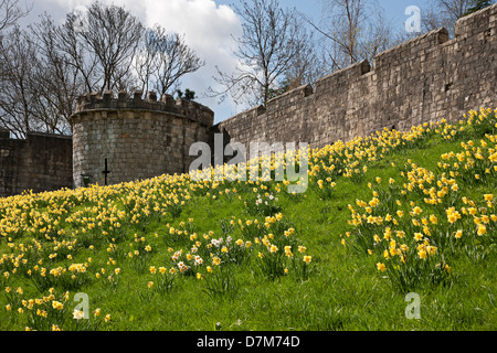 Narzissen gelbe Blumen wachsen entlang der Stadtmauer im Frühjahr York North Yorkshire England Vereinigtes Königreich GB Großbritannien Stockfoto