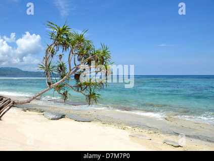 Palme hängen über Strand mit Meer und blauer Himmel Stockfoto