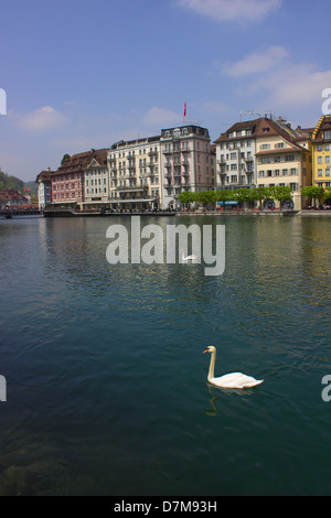 Schwäne auf dem Fluss. Stockfoto