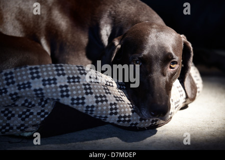 Traurige deutsche kurzhaarige Zeiger allein zur Festlegung Stockfoto