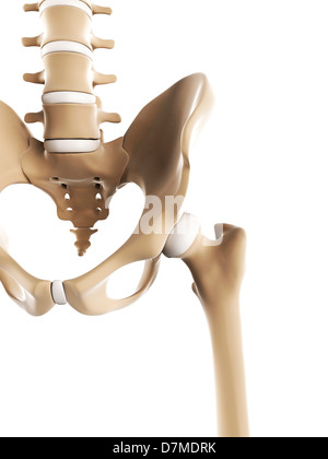 Becken-Knochen, artwork Stockfoto