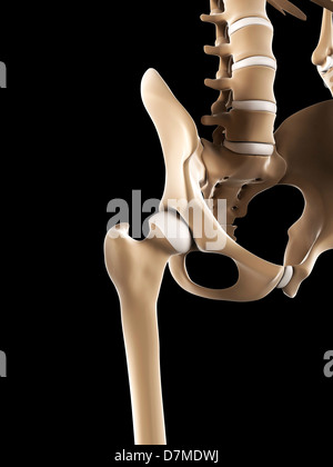 Becken-Knochen, artwork Stockfoto